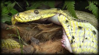 Python Eats Goat 01 Stock Footage [upl. by Annaeirb]