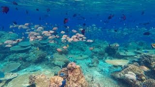 Snorkeling Ellaidhoo Maledives 2015 march [upl. by Anelej]