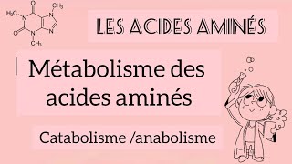 métabolisme des acides aminés  catabolisme et anabolisme cycle durée [upl. by Yablon]