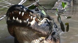 Alligator eats Raccoon 03  Music Video [upl. by Geilich]