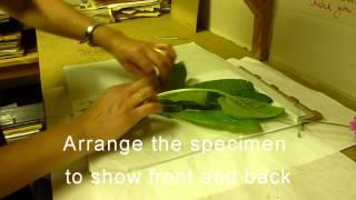 RBGE Herbarium Basic Plant Collecting and Pressing [upl. by Eads]