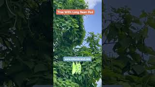 The Catalpa Tree Bean Pod Learn here wwwsimonbrendcom on How To Start Earning Online [upl. by Anayaran]