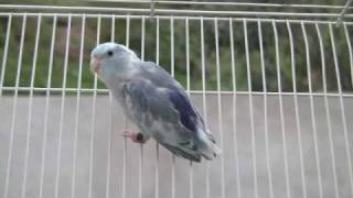 Pacific Parrotlet Dominant Blue Pied Parrotletbirds [upl. by Ahsieker]