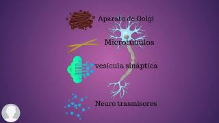 Vídeo del sistema nervioso y sus estructuras [upl. by Ainotahs]