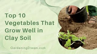 Top 10 Vegetables That Grow Well in Clay Soil [upl. by Reeve]