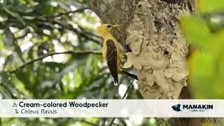 Creamcolored Woodpecker  Birds of Colombia  Manakin Nature Tours [upl. by Yalcrab]