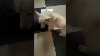 funny comedy doglover goldenretriever dog animalsong coco [upl. by Ankeny]