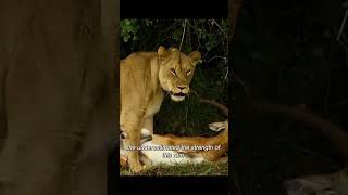 Shema vs Impala likeandsubscribe shortviral share wildlife [upl. by Fin531]