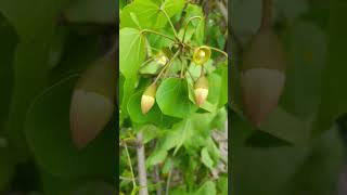 ගංසුරියTulip TreeKavarachu Indian tulip treeThespesia populneaHerbal SriLanka🌼hindishortssri [upl. by Ssor]