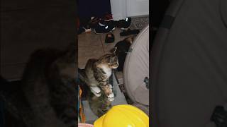 Short ❤️My cute cat play [upl. by Cyrillus]