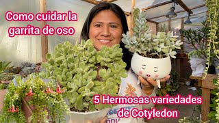 5 variedades de Cotyledon Mira que hermosas Garrita de Oso y más [upl. by Jedlicka]