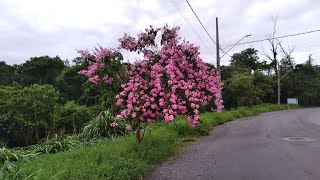 Resedá Gigante de flor Rosa Lagerstroemia Speciosaplantas [upl. by Adnohsek]