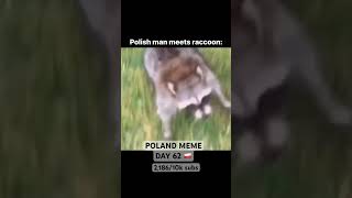 Calmest reaction 😂🇵🇱🦝 funny poland memes [upl. by Drawyeh]