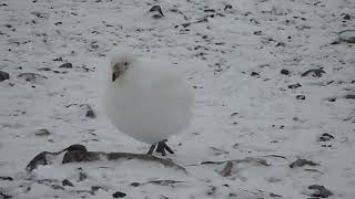 Snowy Sheathbill Chionis albus Esperanza Hope Bay Antarctica 2 Apr 2012 35 [upl. by Dohsar438]