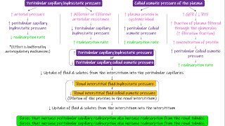 Peritubular Capillaries amp Interstitial Fluid Forces Chapter 28 part 8 Guyton and Hall Physiology [upl. by Yale]