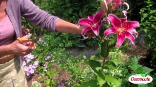 How To Prune Lilies [upl. by Eelame257]