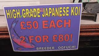 Rainbow Koi Wiltshire Video of High Grade Japanese Koi in Vat 1 £50 EACH 2 for £80 [upl. by Norreht]