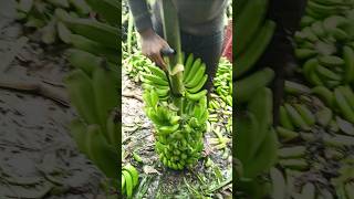 Banana 🍌 Cutting and packing part 178 [upl. by Irodim]