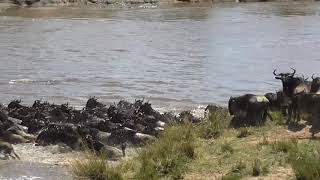 The Serengeti Great Wildebeest Migration crossing the Mara River Crossing point 8 October 2018 [upl. by Eiramrebma]