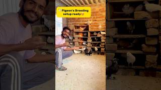 Pigeons🕊️ breeding setup ready😍 petlover minivlog pigeonvlogger birds pigeon kabutar [upl. by Suivatram]