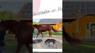 Vorsicht vor Schubladen Diese Fehler solltest du vermeiden equestrian pferde pferd [upl. by Adnotal]