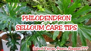 HOW TO GROW PHILODENDRON SELLOUM HOUSEPLANTS PLANT CARE Sahod Yaman [upl. by Gunning279]