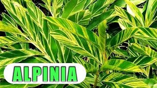 How to grow Alpinia plant  Care of alpinia zerumbet  Shell ginger variegated [upl. by Marka]