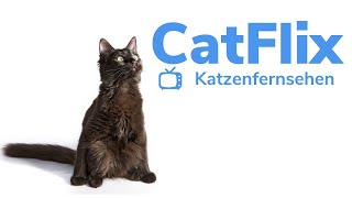 Video für Katzen zur Unterhaltung  Katzenfernsehen  Vögel und Schmetterlinge für Katzen  Catflix [upl. by Ozkum]