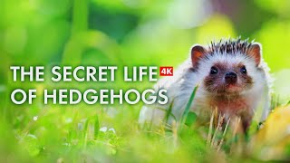 Discover the Fascinating Lives of Adorable Hedgehogs in 4K [upl. by Jereld]