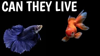 Can betta fish live with goldfish  Goldfish and betta fish together  Betta fish with goldfish [upl. by Jocelyn]