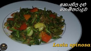 කොහිල දළු තෙම්පරාදුව  Lasia Spinosa  kohila dalu recipe kohila dalu recipe sinhala kitchen food [upl. by Bigelow345]