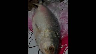 টাটকা ইলিশ 😋Ilish recipe ilish mach Bakahilsha fish vuna [upl. by Leuqer]