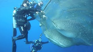 Whale Sharks Rescued From Net [upl. by Maer]