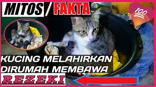 Mitos  Fakta Kucing Melahirkan Pembawa quotRejekiquot [upl. by Asi58]