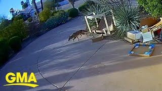 Coyotes attack on toddler caught on camera  GMA [upl. by Suehtomit]