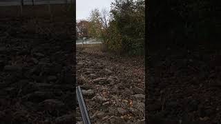 Lova na fazana sa Ajkom 🌿 germanshorthairedpointers pheasants wildlife hunting viralvideo [upl. by Jaclin]