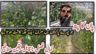 Betel leaf plant cultivation پان کی کاشت  Profitable farming in Pakistan IR FARM [upl. by Raeann677]