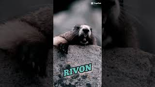 Marmota grita RIVON capcut youtube humor marmotasgritando [upl. by Yenterb964]