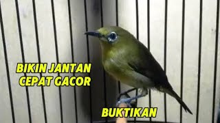 Pleci betina pancingan pleci jantan agar gacor [upl. by Corso]