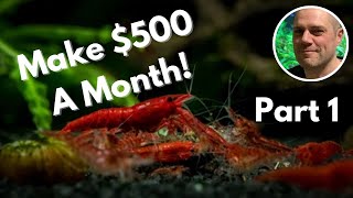 Breeding Shrimp For Profit in 2023  How to make money as a shrimp breeder [upl. by Tandy]