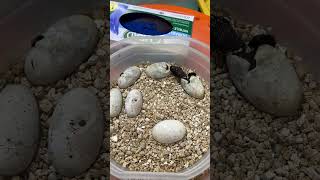 Heloderma alvarezi hatching  160 days [upl. by Lenwood]