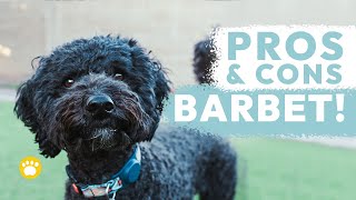 Barbet Dog Pros and Cons [upl. by Hanikas]