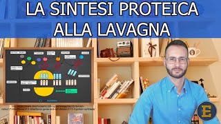 30 La sintesi proteica alla lavagna 19 min [upl. by Cadman]