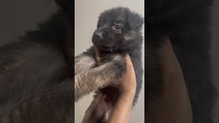 German shepherd music remix beats dj hiphop cutebaby cuteanimal asadbrohi funny [upl. by Redwine]