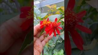 Pseudogynoxys chenopodioides  Mexican Flame Vine😍😍￼ Viral yt shot video [upl. by Gnet857]