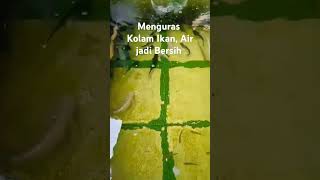 Menguras Kolam Ikan Air jadi Bersih [upl. by Eaned740]