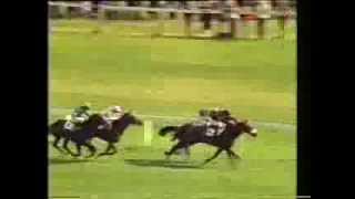 1981 St Leger Stakes [upl. by Bedad19]