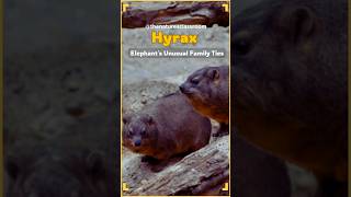 Hyrax Elephants Unusual Cousins hyrax elephant elephants animals nature [upl. by Goraud]