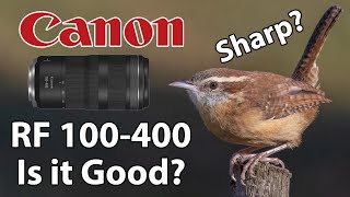 Canon RF 100400 Bird Photography with the EOS R7 Is the RF 100400 any Good Is RF 100400 Sharp [upl. by Seymour]