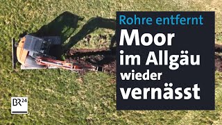 Natur und Klimaschutz Allgäuer Moore werden wieder vernässt  Abendschau  BR24 [upl. by Griswold747]